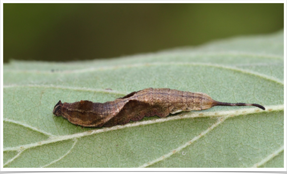 Oreta rosea
Rose Hooktip
Perry County, Mississippi